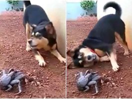 cucciolo cane granchio giocano video divertente