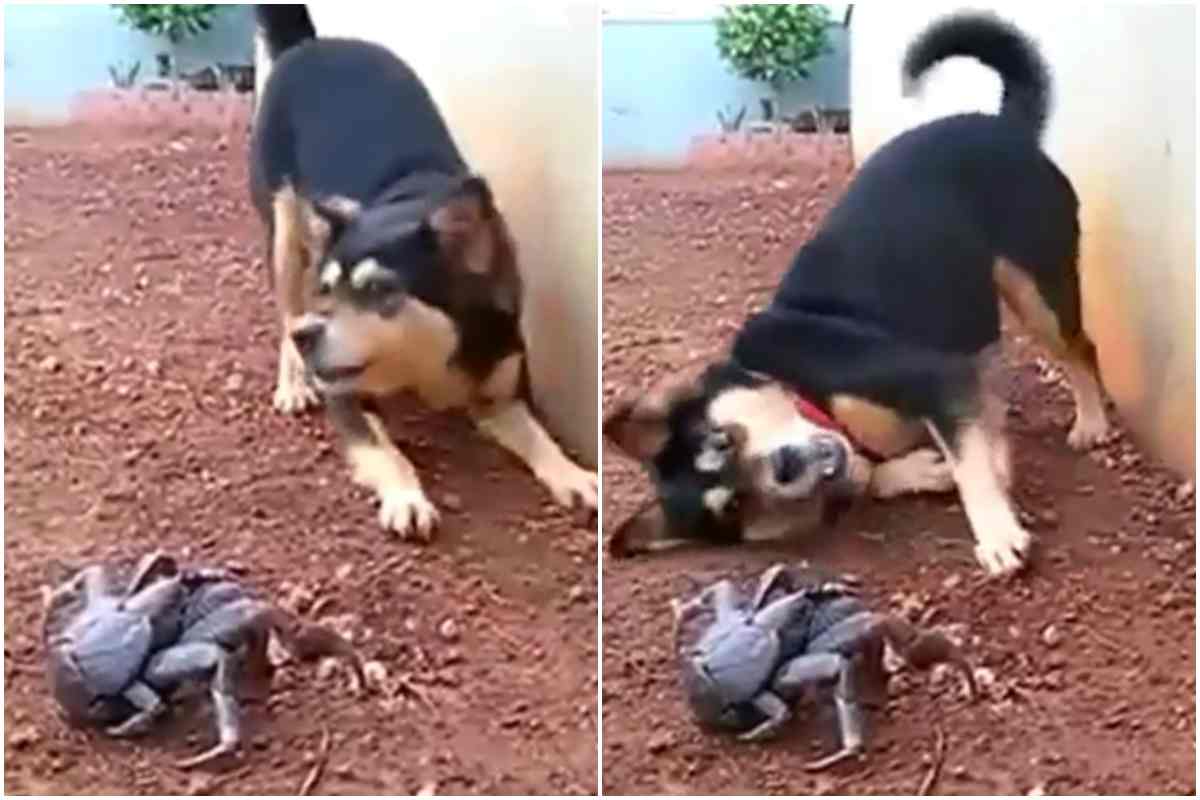 cucciolo cane granchio giocano video divertente