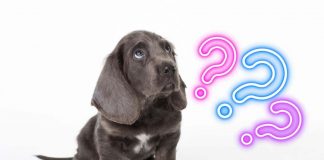 cucciolo alle prese con intruso