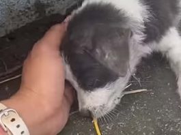 Cagnolini in fin di vita