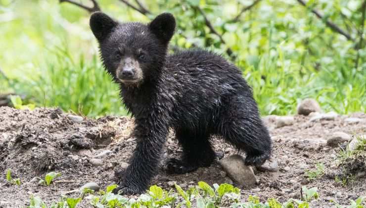 cucciolo di orso in pericolo