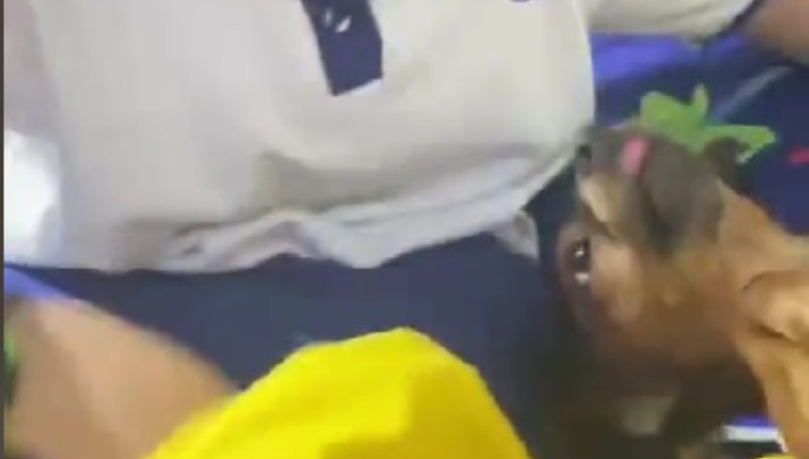 cucciolo innamorato del bimbo