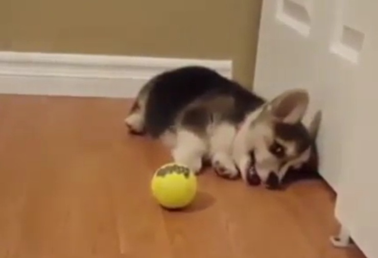 cane pallina stanco giocare