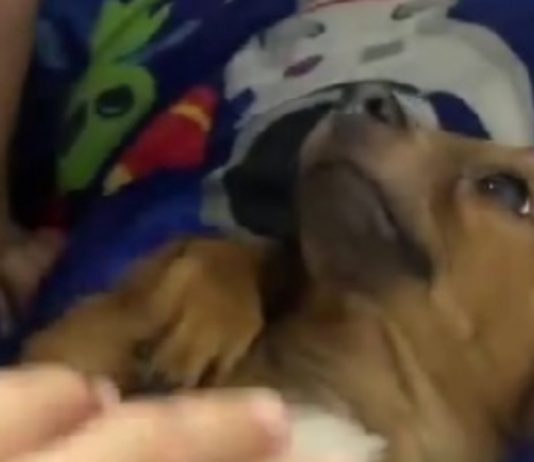 regalano cucciolo reazione bambino