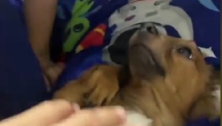 cucciolo regalato