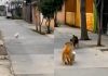 Cucciolo salvato appena in tempo