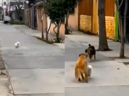 Cucciolo salvato appena in tempo