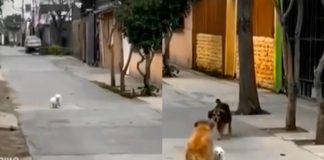 Cucciolo salvato appena in tempo
