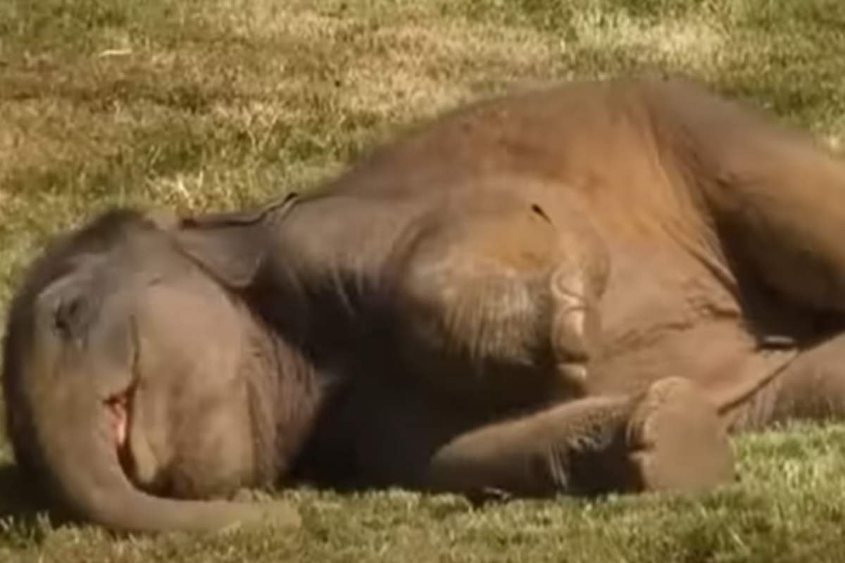 cucciolo di elefante non si sveglia