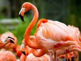 fenicotteri rosa che danzano