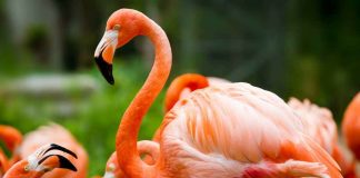 fenicotteri rosa che danzano
