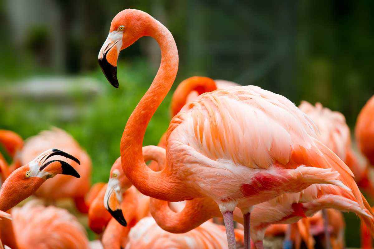 fenicotteri rosa che danzano