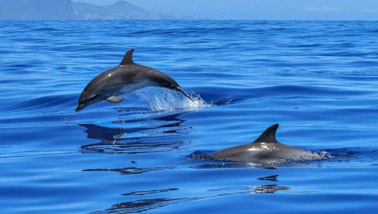 mamma delfino e cucciolo immagini emozionanti