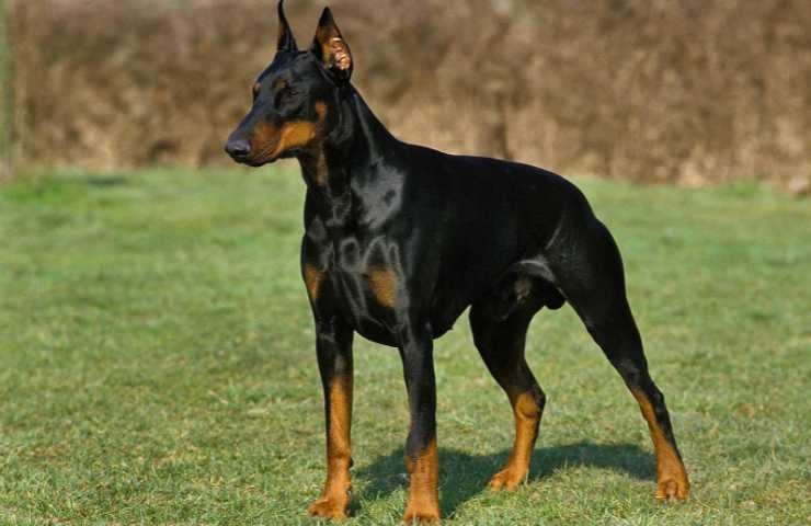 dobermann al parco