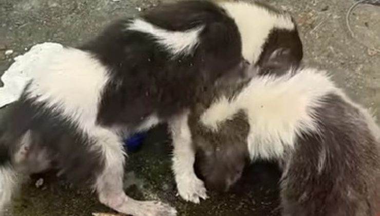 Due cagnolini stremati 