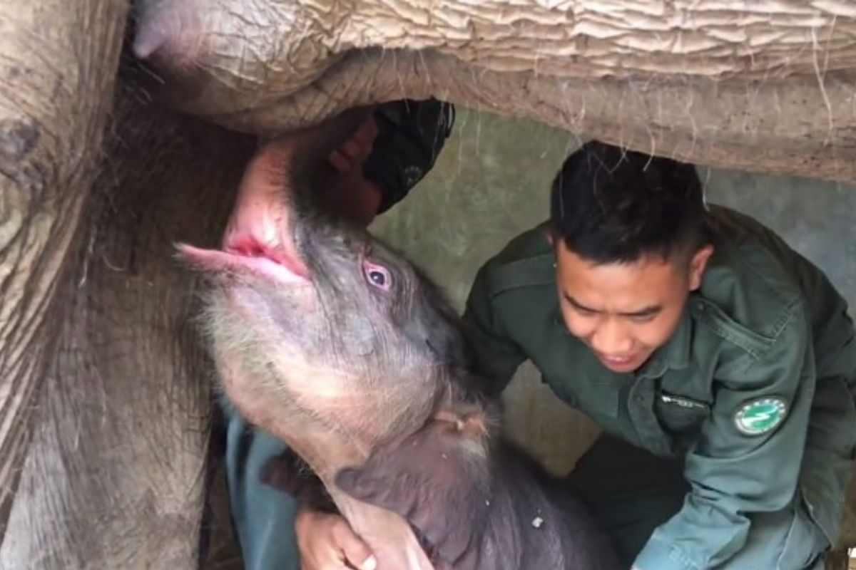 baby elefante appena nato