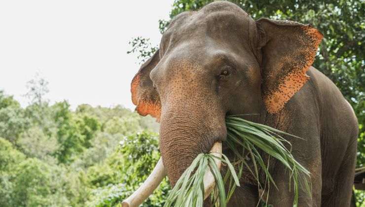 elefantino ladro ruba cibo video