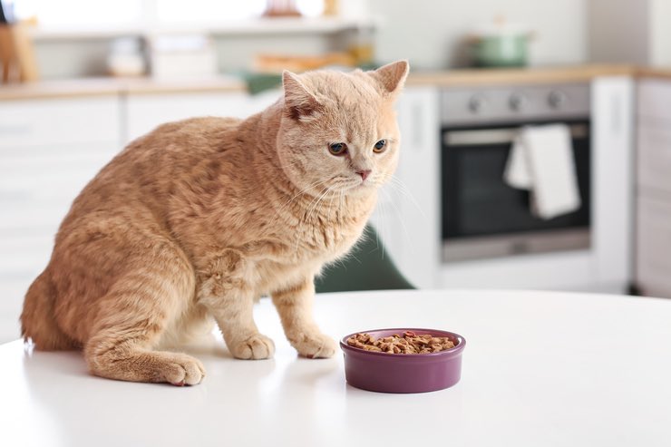 gatto cosa dargli da mangiare