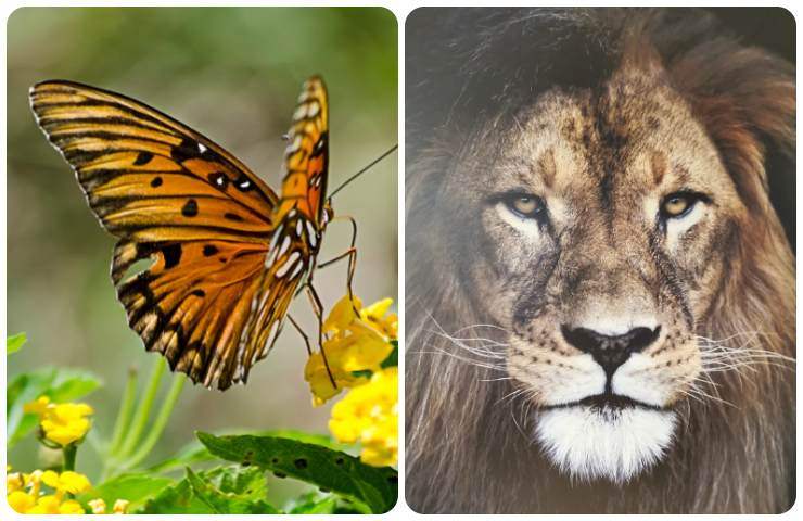 test farfalla e leone