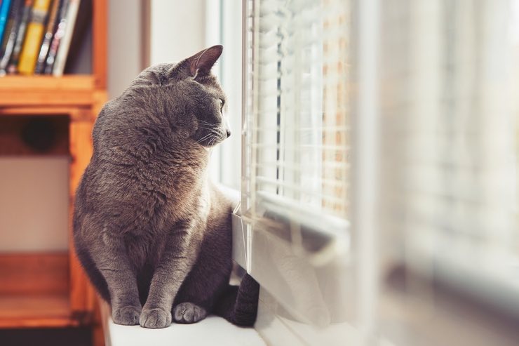 Gatto: come mettere in sicurezza le finestre
