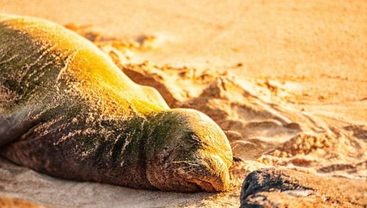 foca dorme come un bambino