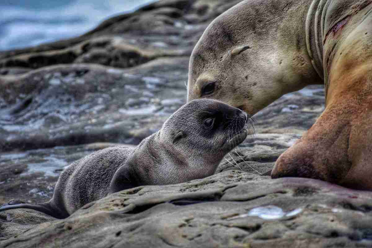 mamma foca cucciolo morto vivo reazione video