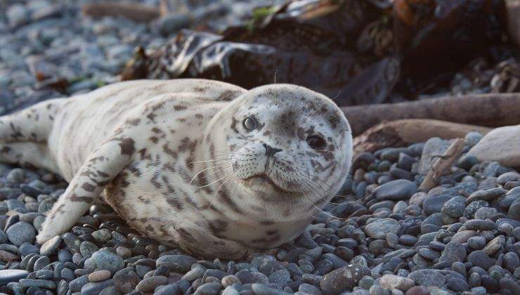 mamma foca cucciolo morto vivo reazione video