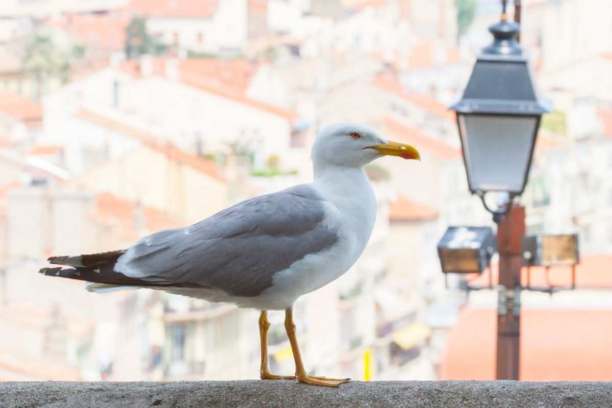 Il gabbiano ladro