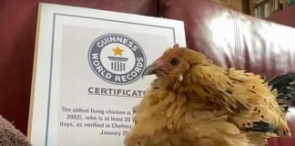 Nuovo record mondiale, Peanut è la gallina più vecchia al mondo: ha 21 anni