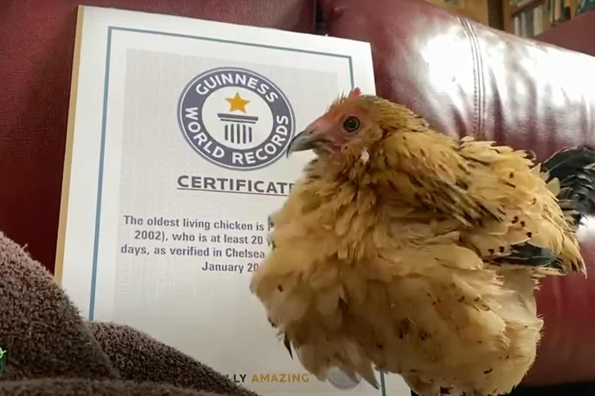 A sus 21 años, Peanut es la gallina más vieja del mundo: está en el Libro Guinness de los Récords.