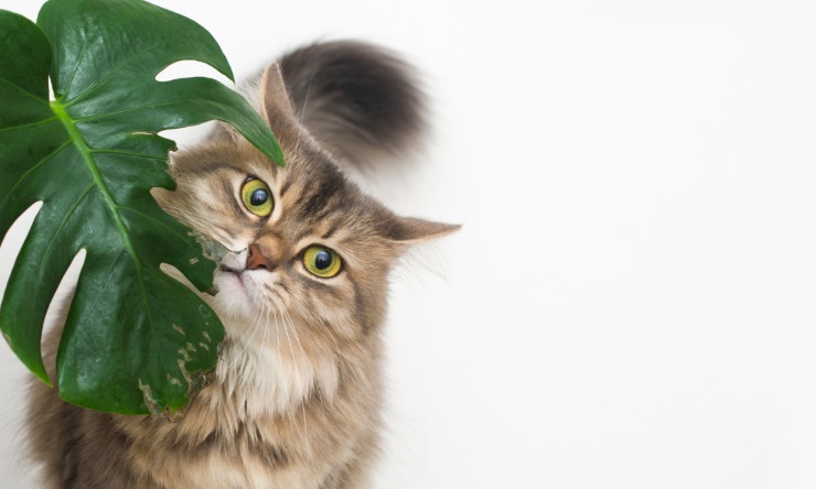 gatto pianta video divertente tiktok