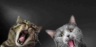 gatto canterino video