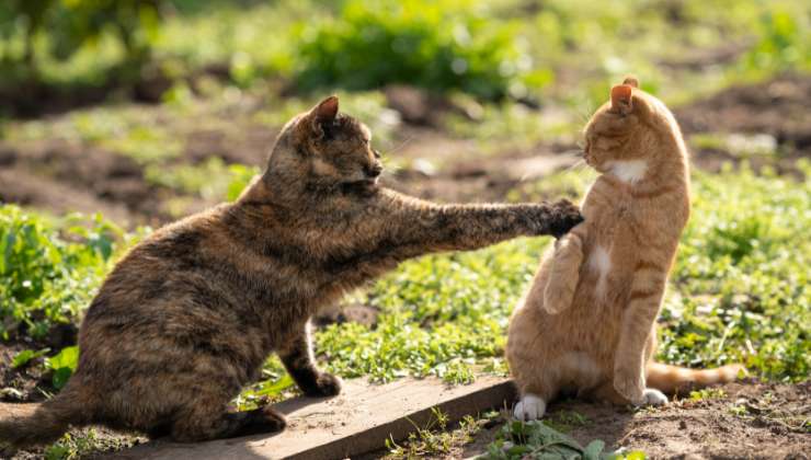 Gatti che litigano video