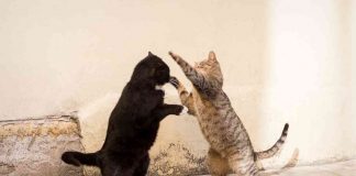 Gatti che litigano video