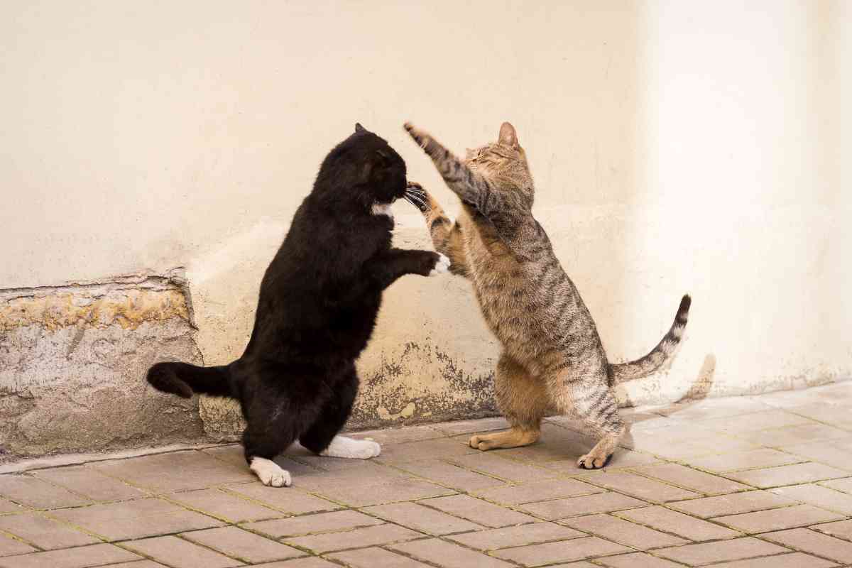 Gatti che litigano video