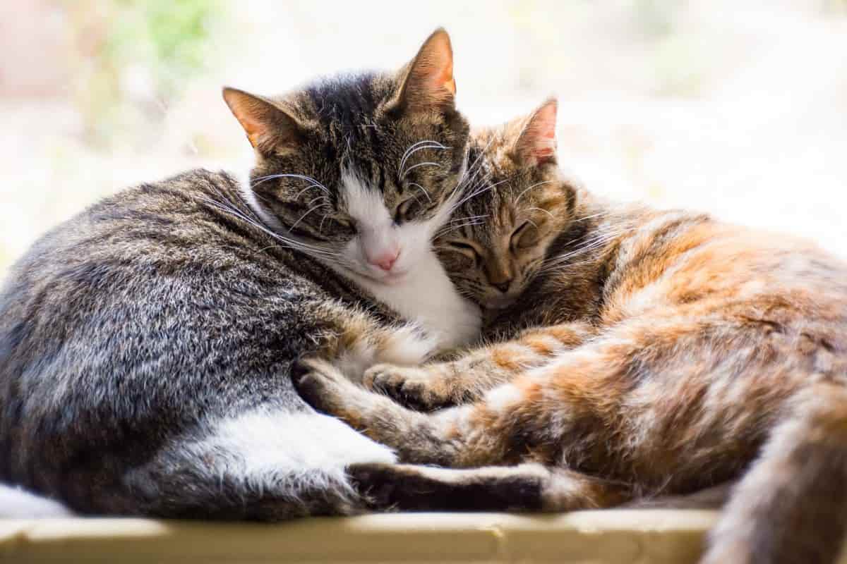 Gatti che si amano video