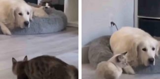 tre gatti prendono di mira un cane