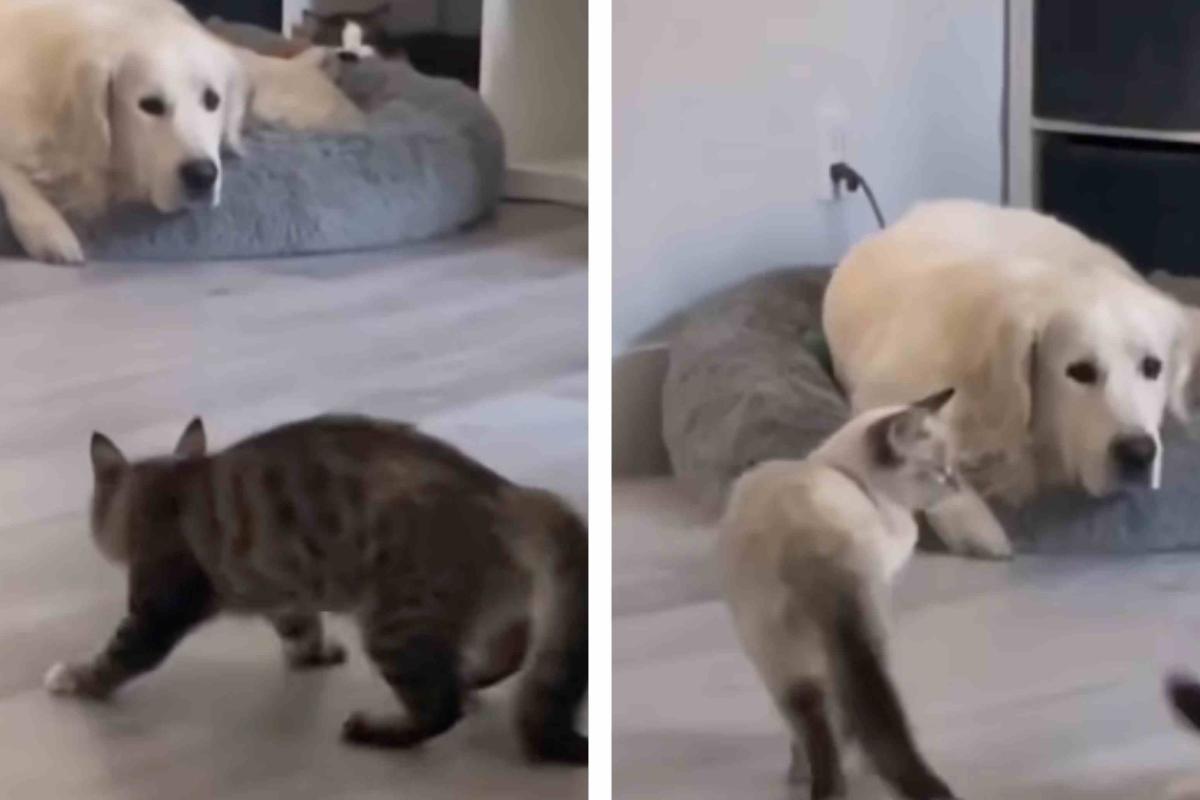 tre gatti prendono di mira un cane