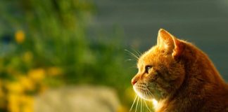 gatti di un'intelligenza da brividi