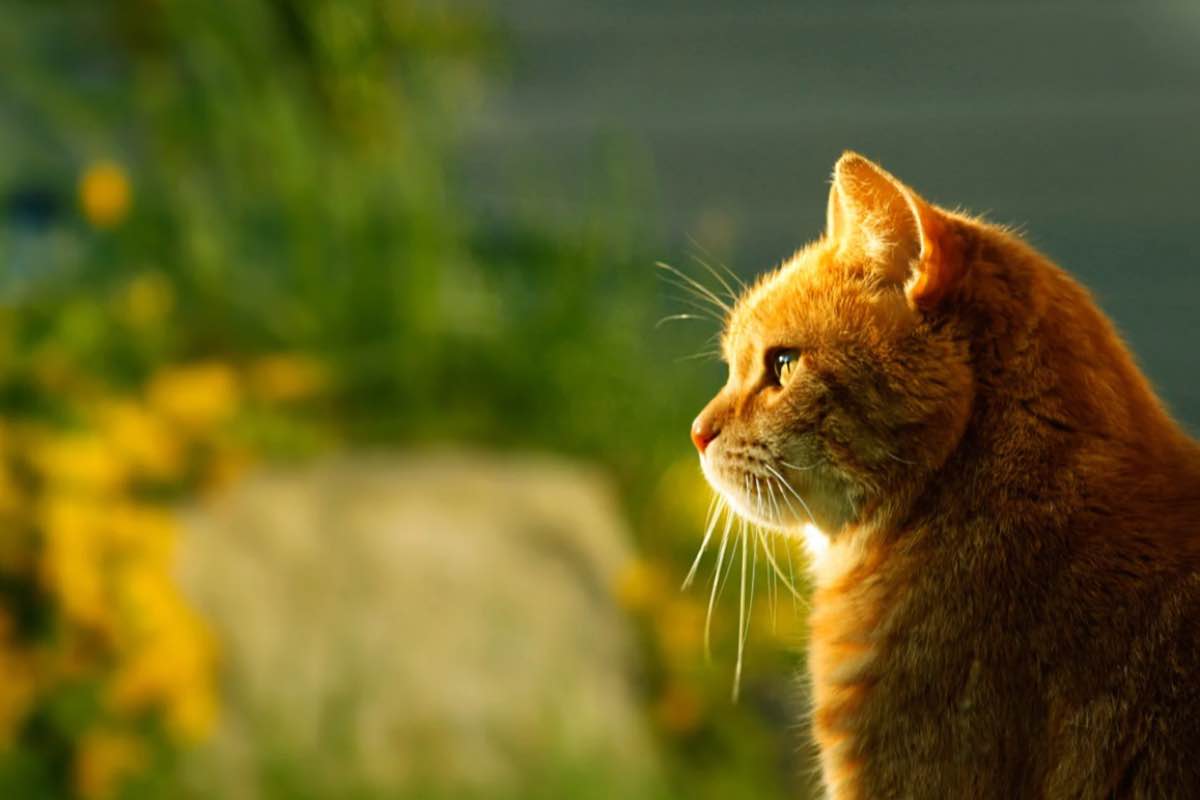 gatti di un'intelligenza da brividi