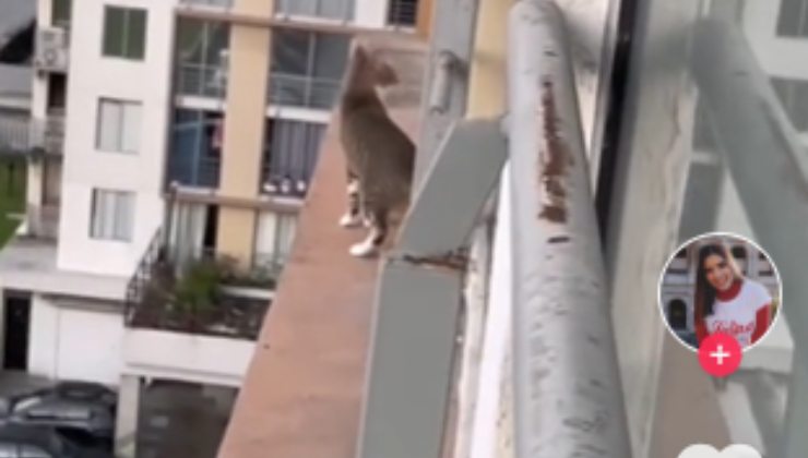 gatto balcone ottavo piano
