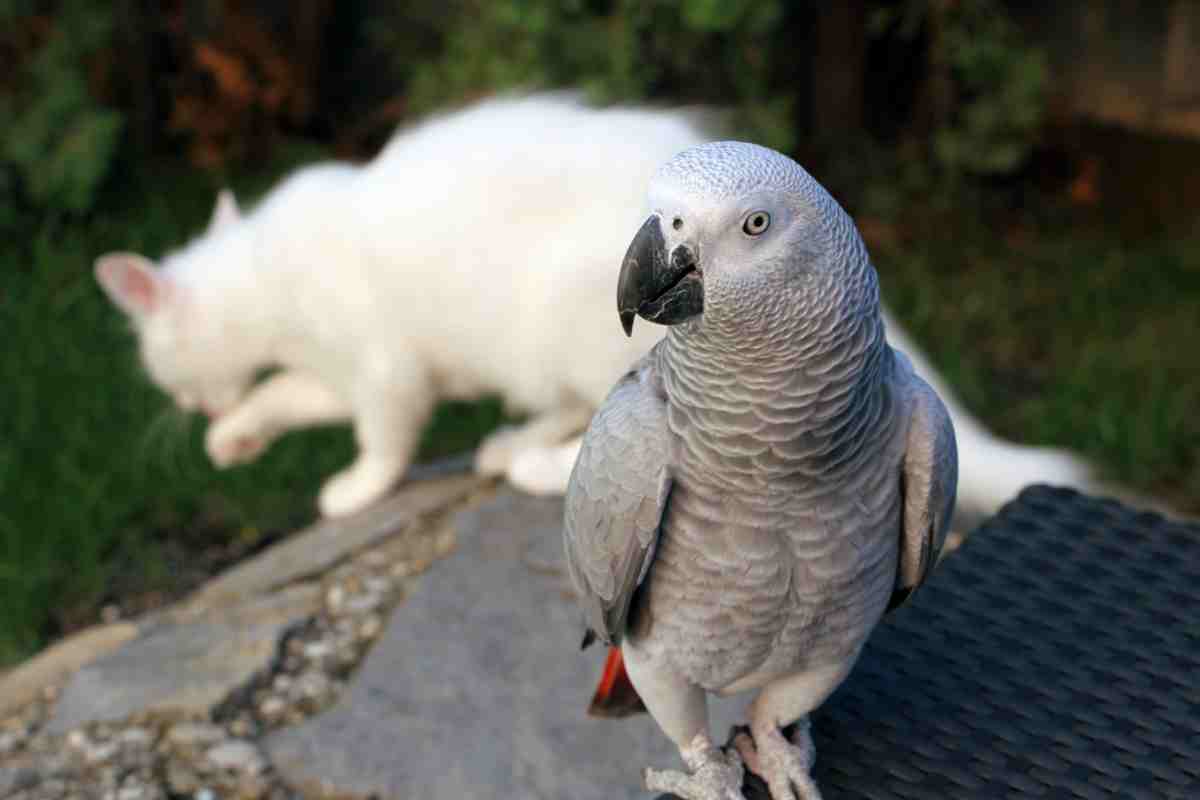 gattino e pappagallo