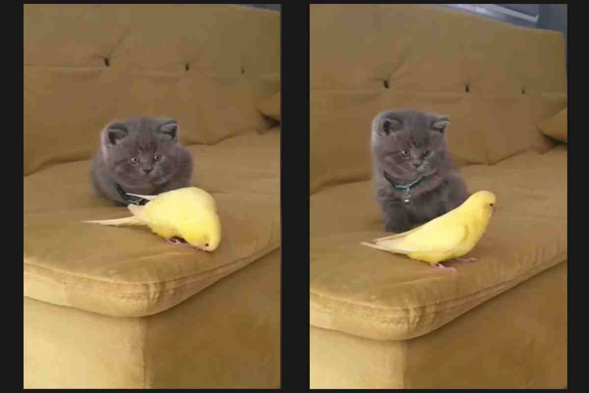 Gattino e pappagallo sul divano