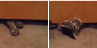 gatto porta video