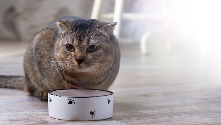 Gatto alimentazione sana