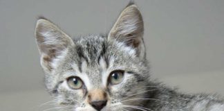 gatto capisce persona cattiva