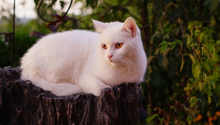 gatto bianco 