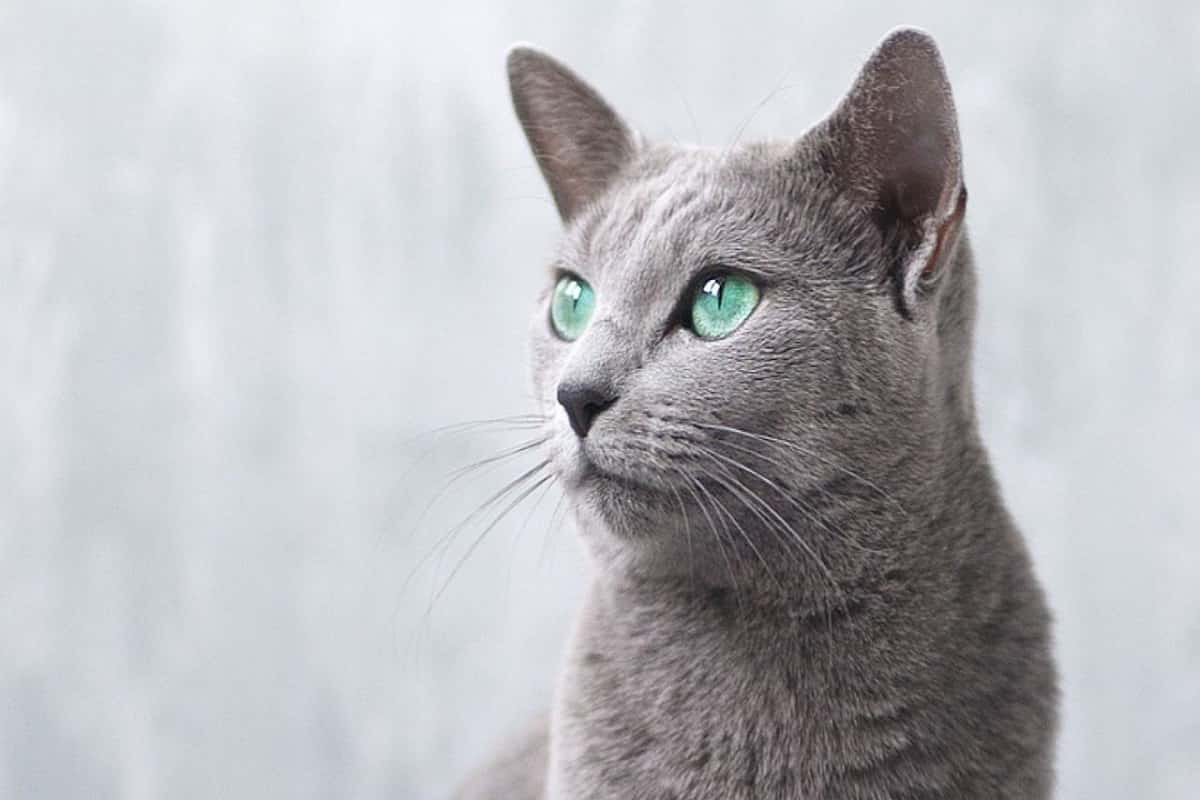 Gatto Blu di Russia razze feline