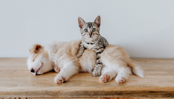 cane attacca cucciolo intervento gatto video