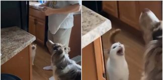 catto cane cibo video divertente tiktok